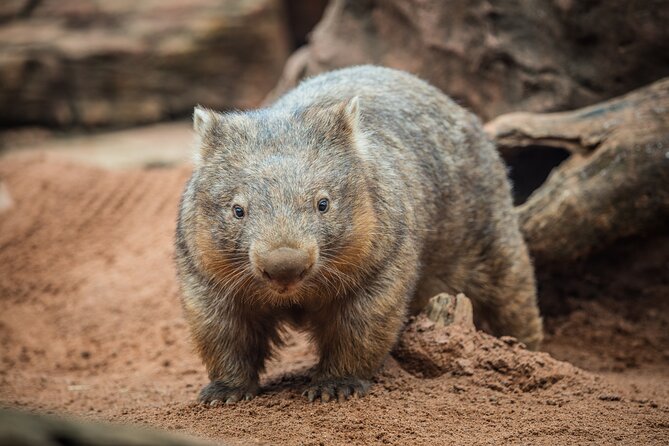 WILD LIFE Sydney Entrance Ticket - Tips for an Enjoyable Visit
