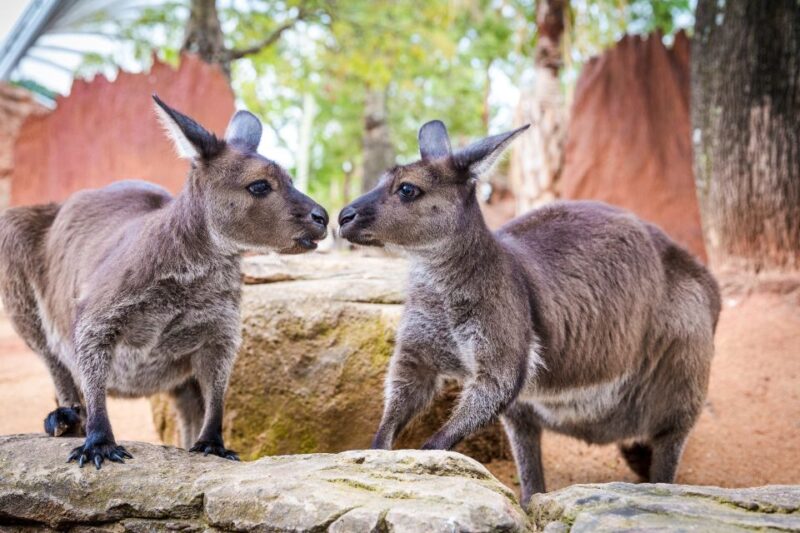 WILD LIFE Sydney Zoo - Key Points