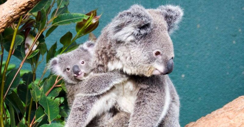WILD LIFE Sydney Zoo - Interactive Australian Animal Encounters