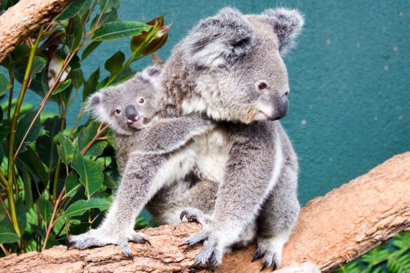 WILD LIFE Sydney Zoo - Visitor Ratings and Feedback