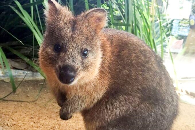 WILD LIFE Sydney Zoo - Operating Hours and Facilities