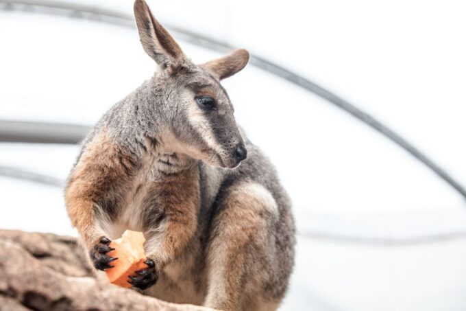 WILD LIFE Sydney Zoo - Recap