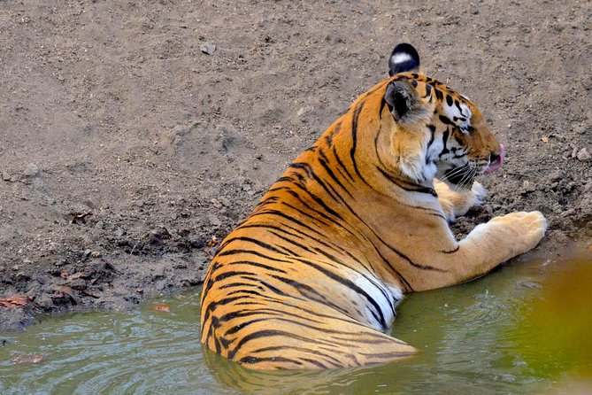 Wild Life Tour in Chennai With Guide and Private Car - Itinerary and Schedule