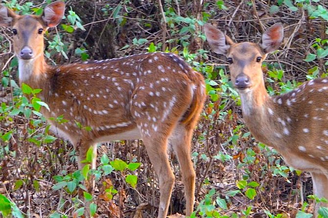 Wild Life Tour in Chennai With Guide and Private Car - Tour Operator Information