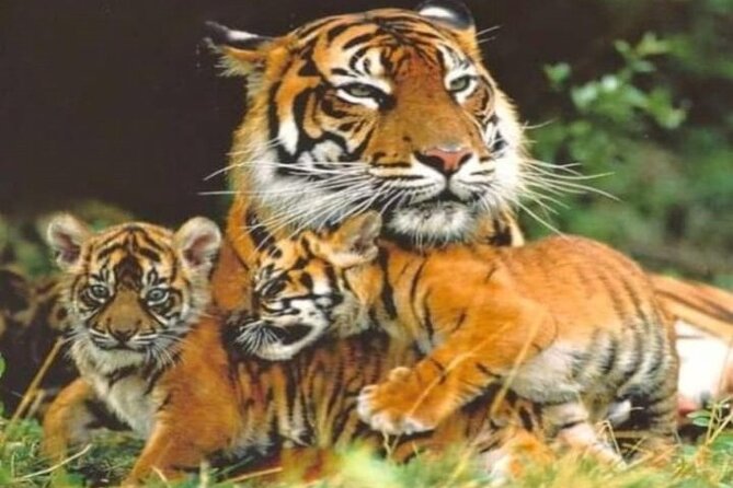 Wild Life Tour (JimCorbett 2Night) by Happyweekands.com - Meeting and Pickup Information