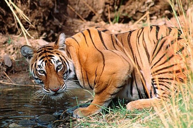 Wild Life Tour (JimCorbett 2Night) by Happyweekands.com - Key Points