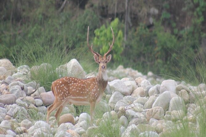 Wild Life Tour (JimCorbett 2Night) by Happyweekands.com - Meeting and Pickup Information