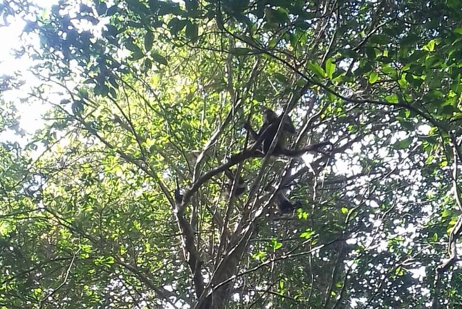 Wild Monkey Adventure (Private, Full Day) - Experience Details