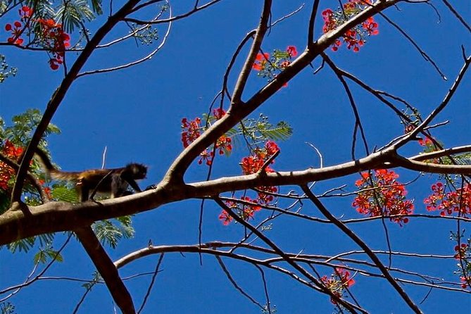 Wild Monkey Adventure (Private, Full Day) - Recommended for Visitors