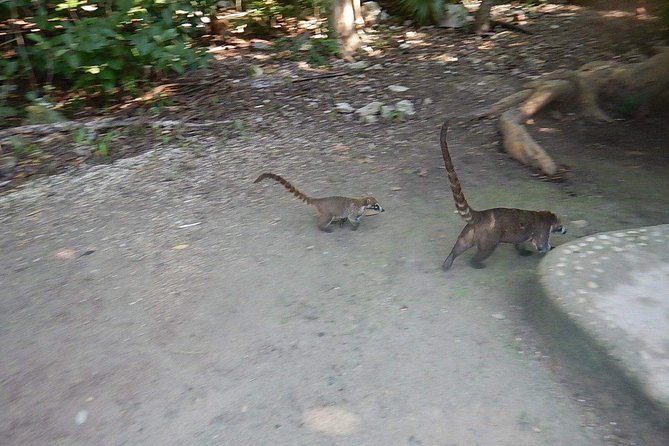 Wild Monkey Tour (Private, Half Day) - Included Experiences