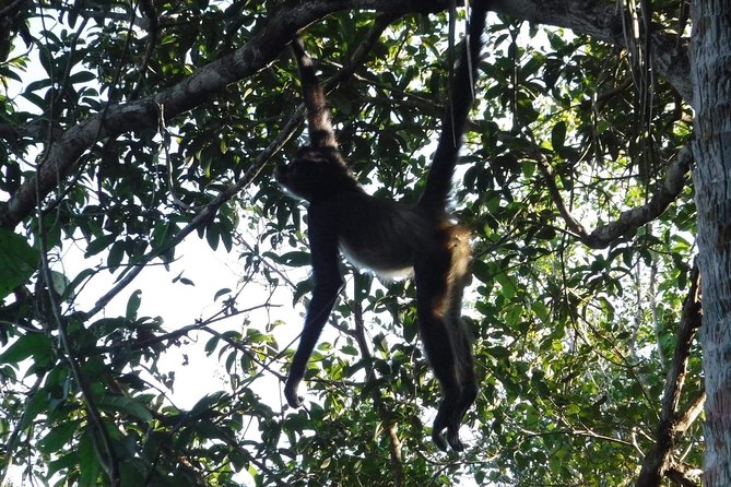 Wild Monkey Tour (Private, Half Day) - Fitness and Cancellation