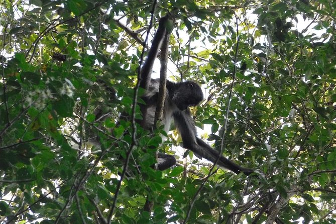 Wild Monkey Tour (Private, Half Day) - Wildlife Encounters