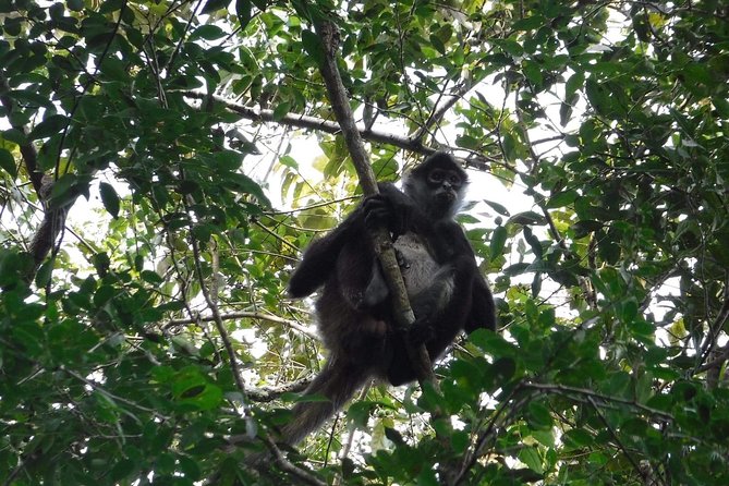 Wild Monkey Tour (Private, Half Day) - Guided by Locals