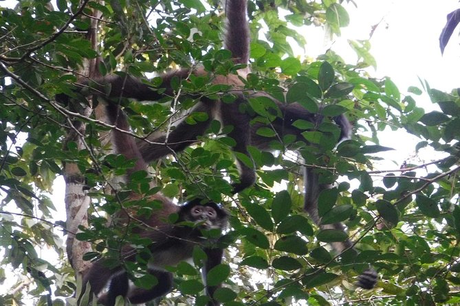Wild Monkey Tour (Private, Half Day) - Customer Feedback