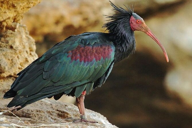 Wild National Park & Sahara Desert Including Couscous & Tajine - Key Points