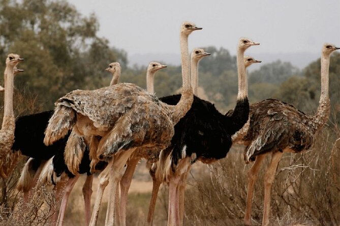 Wild National Park & Sahara Desert Including Couscous & Tajine - Pickup and Accessibility