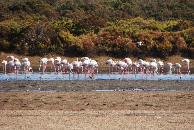 Wild National Park & Sahara Desert Including Couscous & Tajine - Pricing and Cancellation
