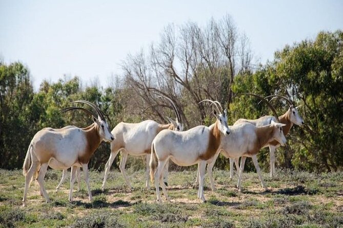 Wild National Park & Sahara Desert Including Couscous & Tajine - Natural Wonders Await
