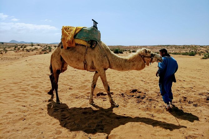 Wild National Park & Sahara Desert Including Couscous & Tajine - Cultural Immersion Highlights