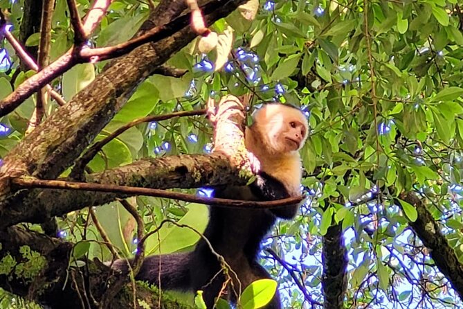 Wild Nature and Adventure Combo From Guanacaste - Hanging Bridges
