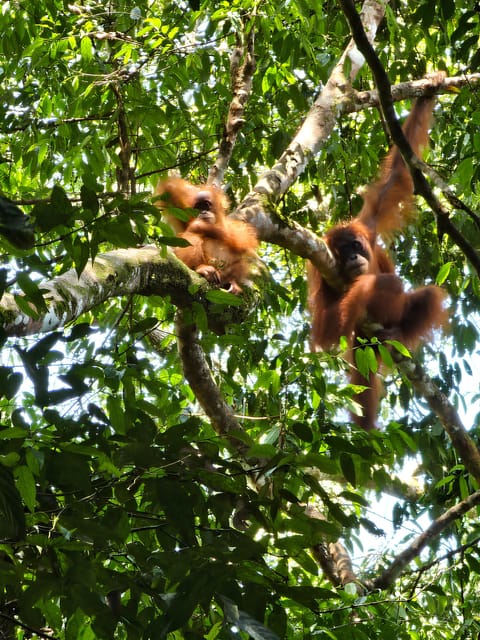 Wild Orangutan Trek: 2-Day Adventure in Gunung Leuser Park - Key Points