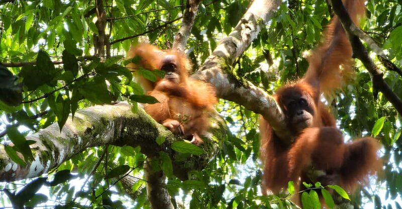 Wild Orangutan Trek: 2-Day Adventure in Gunung Leuser Park - Experience Highlights