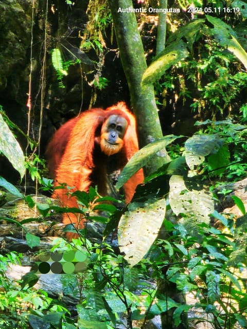 Wild Orangutan Trek: 2-Day Adventure in Gunung Leuser Park - Day 2 Itinerary
