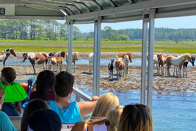 Wild Pony Watching Boat Tour From Chincoteague to Assateague - Narration by Local Guides