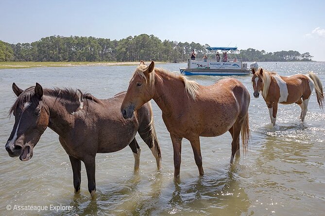 Wild Pony Watching Boat Tour From Chincoteague to Assateague - Tour Duration and Location