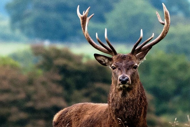 Wild Red Deer Viewing Safari, Connemara. Guided 3hrs - Highlights and Lowlights