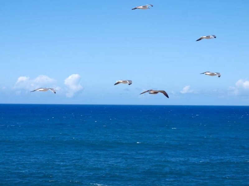 Wild Romantic Beaches - West Coast Guided Walk - Inclusions