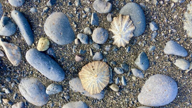 Wild Romantic Beaches - West Coast Guided Walk - Highlights