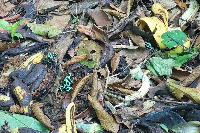 Wild, Sweet and Refreshing: A Tour of Cahuita, Bri-Bri and Ma-Cu - Meeting and Pickup Information