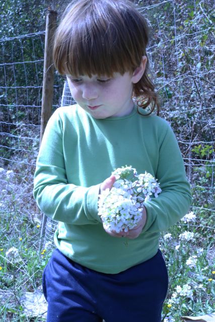 Wild Walk: Discover the Local Wild Flora - Inclusions
