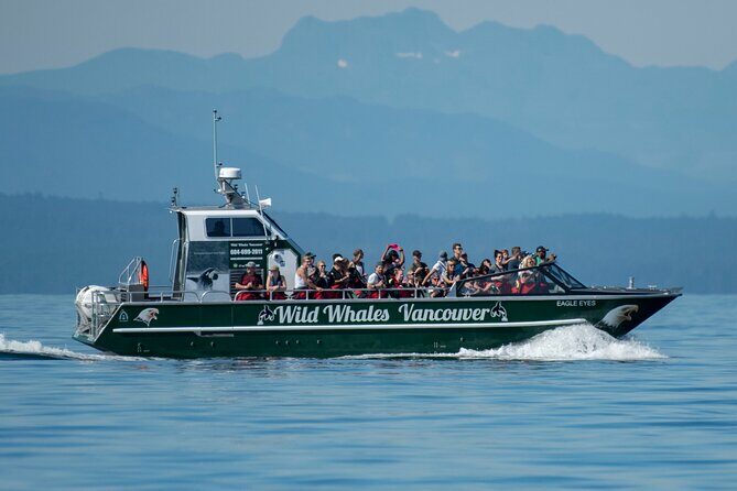 Wild Whale Watching Experience - Open Air Vessel - The Itinerary: What to Expect on Your Whale Watching Adventure