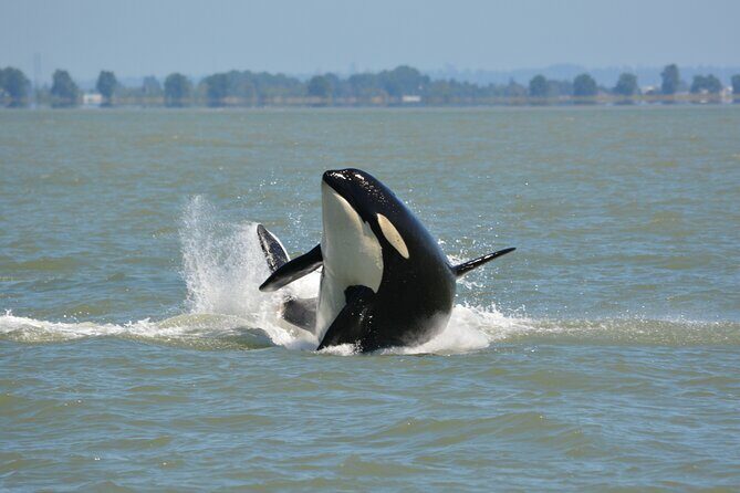 Wild Whale Watching Experience - Open Air Vessel - Meeting Point and Practical Details