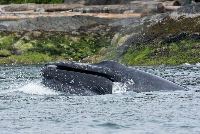 Wild Whale Watching Experience - Open Air Vessel - The Experience’s Strengths and Considerations