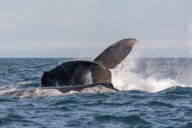 Wild Whale Watching Experience - Open Air Vessel - Who Will Enjoy This Tour?