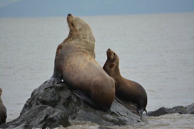 Wild Whale Watching Experience - Open Air Vessel - Final Thoughts