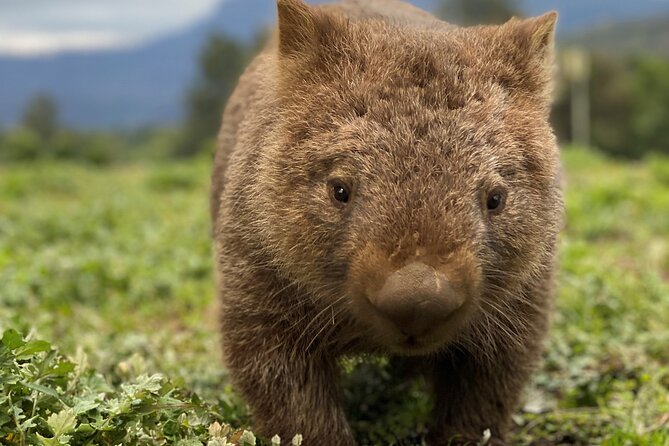 Wild Wombat and Kangaroo Day Tour From Sydney - Convenient Meeting Locations