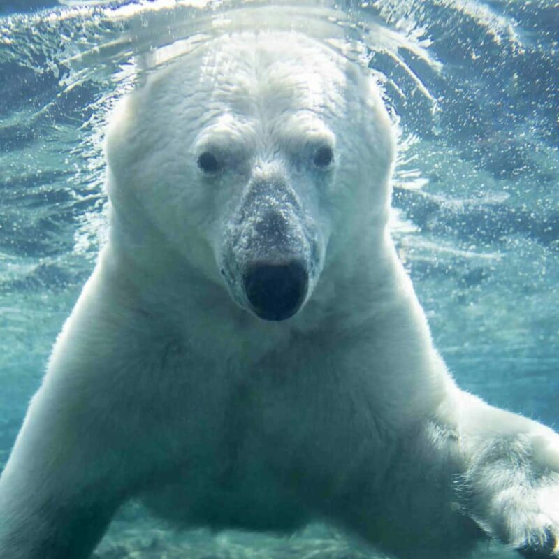 Wilder Institute/Calgary Zoo Entry Ticket - Practical Tips for Visitors