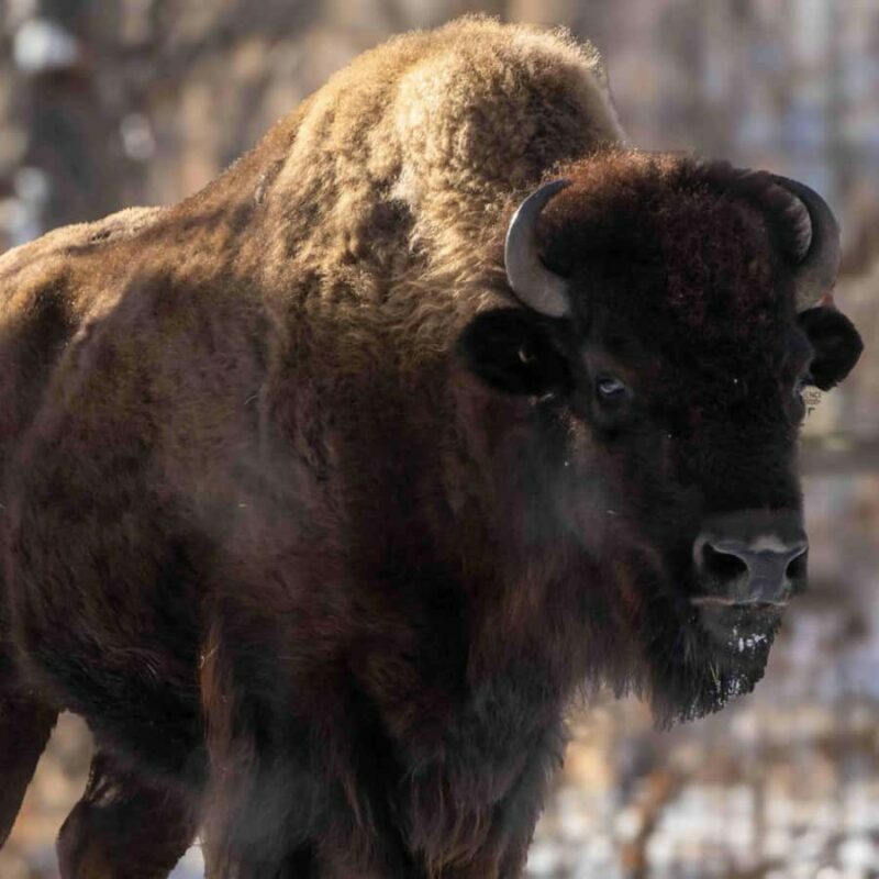 Wilder Institute/Calgary Zoo Entry Ticket - Why You Should Consider Visiting