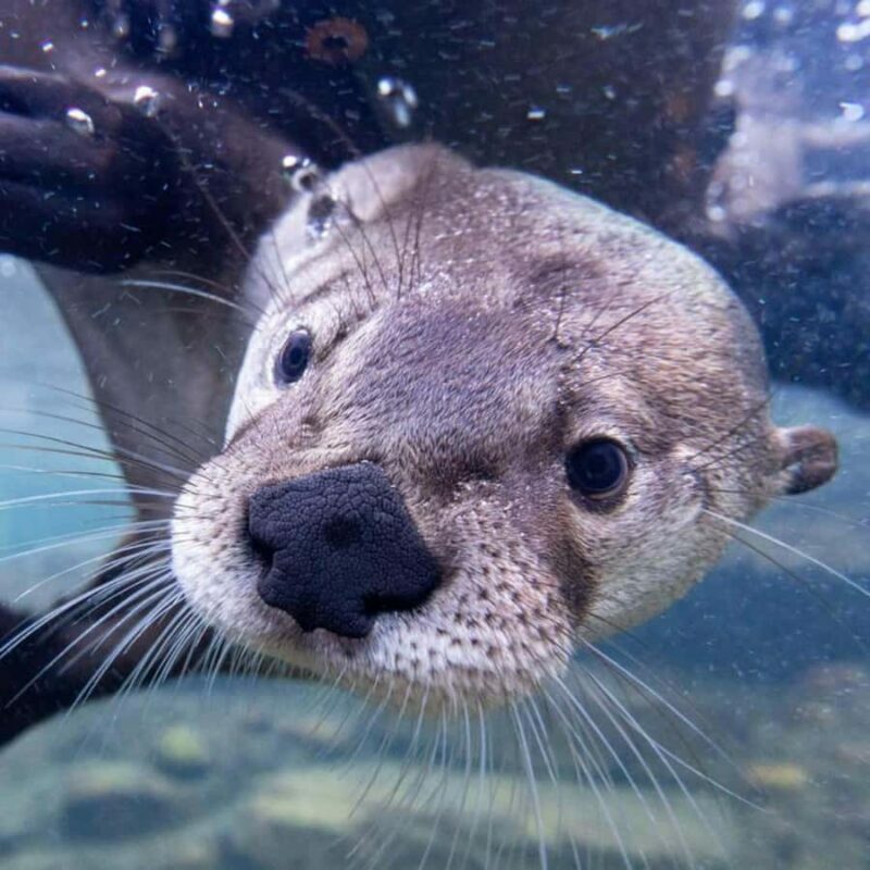 Wilder Institute/Calgary Zoo Entry Ticket - FAQ