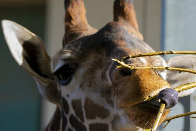 Wilder Institute/Calgary Zoo: Entry Ticket - Who Should Consider This Tour?