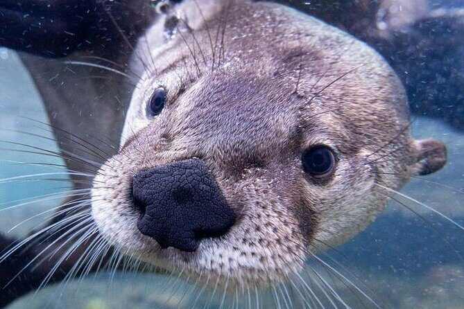 Wilder Institute/Calgary Zoo: Entry Ticket - FAQ
