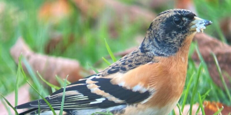 Wilder Skies - Somerset Nature Tours - Tour Options and Pricing
