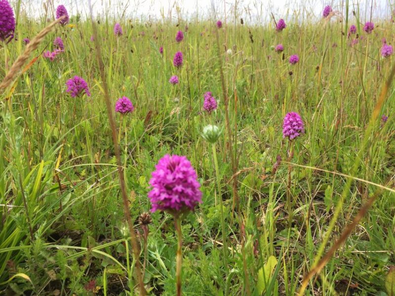 Wilder Skies - Somerset Nature Tours - Booking and Cancellation Policy