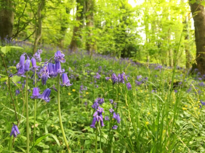 Wilder Skies - Somerset Nature Tours - Frequently Asked Questions