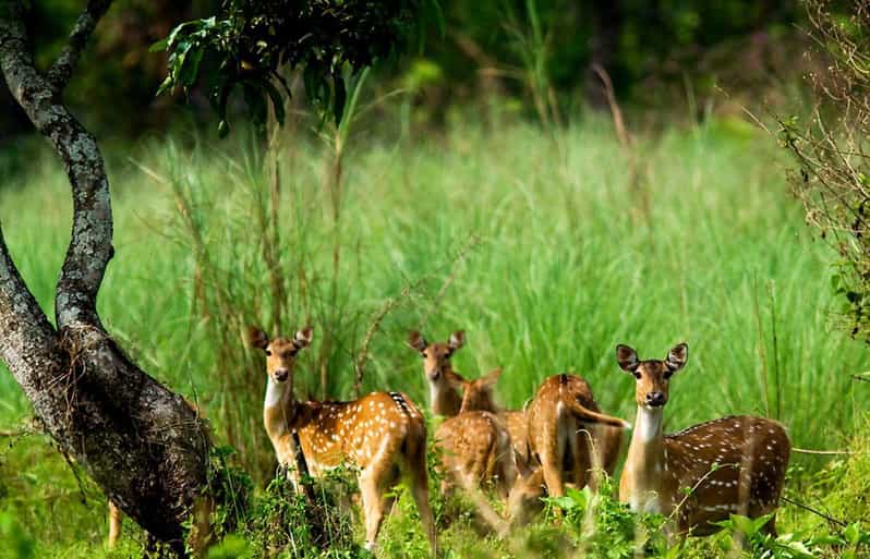 Wilderness Wonders: Private 3-Day Chitwan Safari Tour - Key Points