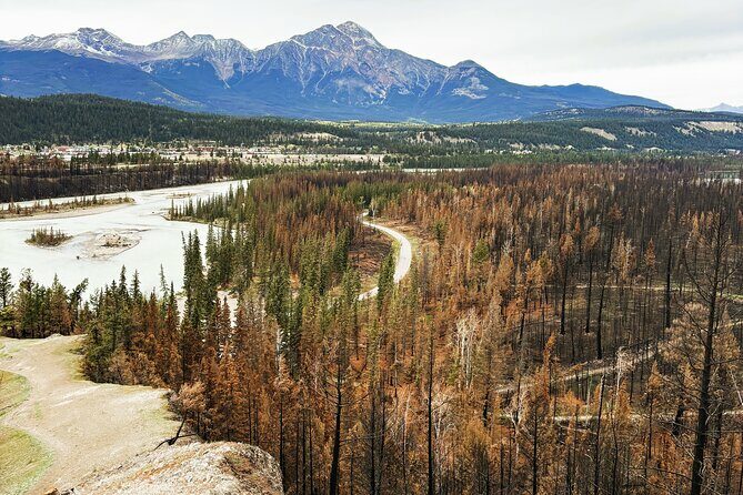 Wildfire Peak Nic - Discovering the Wildfire Peak-Nic: A Unique Look at Nature’s Resilience in Jasper